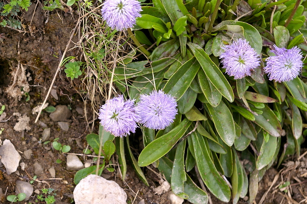 IMGP3903