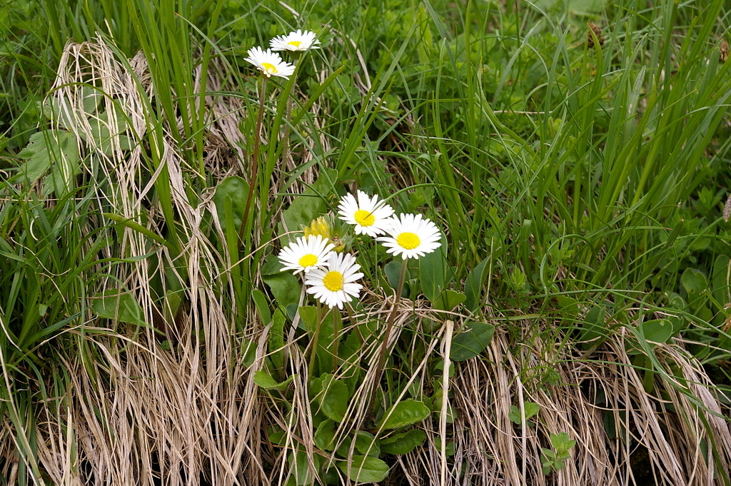 IMGP3904